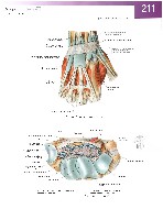 Sobotta Atlas of Human Anatomy  Head,Neck,Upper Limb Volume1 2006, page 218